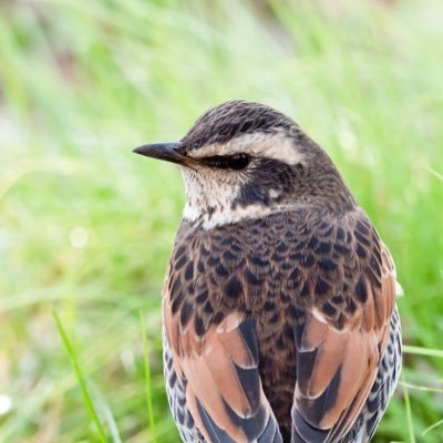 wx_aon's profile picture. 2023.07女風デビュー/名前の読み方ヘッダー参照/一人称:とり/東海/30代/既婚子持ち/0721の申し子/リバ好き