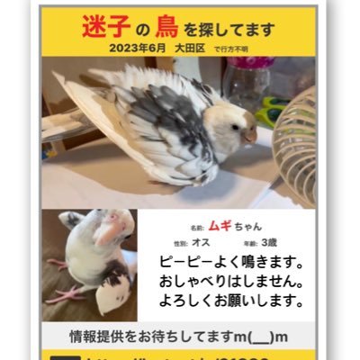 2023.6.16に東京都大田区の自宅マンションより、オカメインコの名前はムギを逃してしまいました。ピーピー甲高い声で鳴きます。目撃情報、保護情報など頂けますよう。よろしくお願いします。