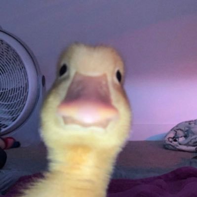 axTVax's profile picture. tu fou quoi par ici toi ?