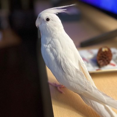 オカメインコ（ヘビーバイドパール）2008.３.５生まれの一人息子ミルスと暮らして１6年になります🕊️オカメインコ教（狂）信者ですが、他の鳥さんも好きです。特にスーさんたちのファン、大型鳥の飛行機も偏愛しています。ブログ「オカメなハート」も書いていますが、こちらは本業の精神世界関連です。