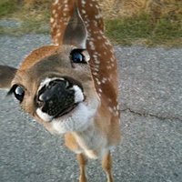 out of context deer (@contextdeers) 's Twitter Profile Photo