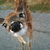 out of context deer (@contextdeers) Twitter profile photo out of context deer (@contextdeers) Twitter profile photo