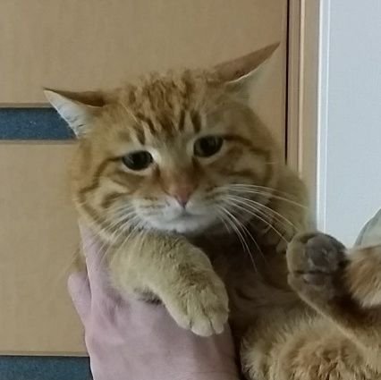 yurubergen's profile picture. 歌詞やメンバー発言の備忘録
個人の感想です
ゆる～いベルゲン会員です！
FrenchLink🔰会員です！

♀です🙇‍♀️