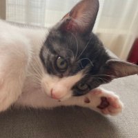 お犬様🎉🥁 (@oh_enu) Twitter profile photo