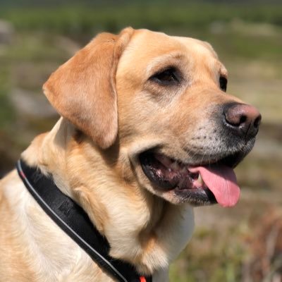 poustmeeen's profile picture. fotr a tramvaják