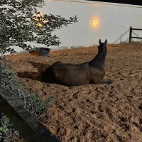 Judy (@jojoaslh) 's Twitter Profile