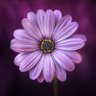ladymary310112's profile picture. Mujer♀️. Abiecta plebecula.