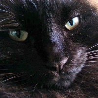 🐾CLAUDIA🐾(@maolindas) 's Twitter Profile Photo