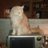 kok6358's profile image