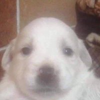 dearp love luca (@dearp001) 's Twitter Profile Photo dearp love luca (@dearp001) 's Twitter Profile Photo