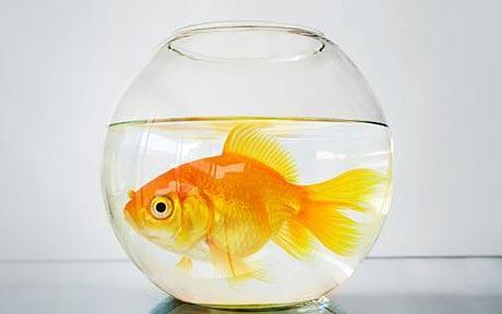 Fishy_Fred's profile picture. That's right, I am a goldfish. A psychic one at that too. I communicate with the world via my owner through ESP. Note to all cats: WEST HAM'S NO. 1 FISH FAN.