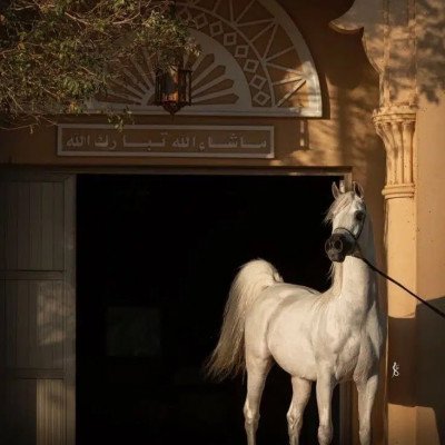 ربمآ خيراً لم تنله كان شراً لو آتآك