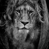 سعود الروقي (@s3ouudro8) 's Twitter Profile