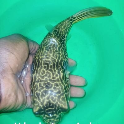 hd_polypterus's profile picture. Import/export live ornamental fish.
HDHH-AQUATIC
