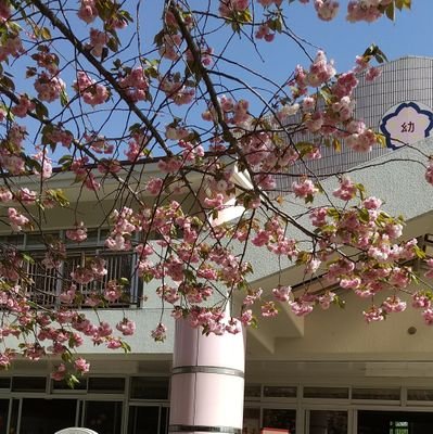 佐倉市立佐倉幼稚園は110年続く公立の幼稚園です。
現在保護者や市民に充分な説明、充分な検討の無いまま、早急に閉園をしようとしています。
在園児保護者の有志中心に、佐倉市へ閉園方針の再検討を行うよう働きかけています。