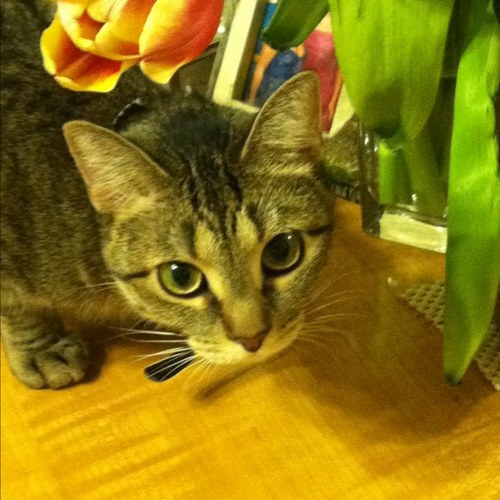 Mfells726's profile picture. 