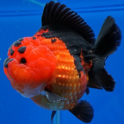 よこはま金魚本店【金魚用】 (@yokokin_bekkan) / Twitter