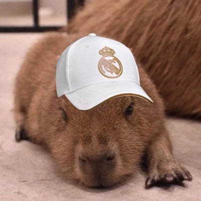madridVegito's profile picture. @realmadrid