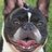 Bullfrancesmty's profile image