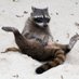 Mapache el Amargado ⚔️⚔️⚔️ (@ninjagatico) Twitter profile photo Mapache el Amargado ⚔️⚔️⚔️ (@ninjagatico) Twitter profile photo