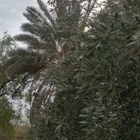 خراش (@khrash86) 's Twitter Profile