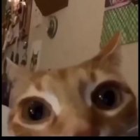 BaTTaM (@_battam_) 's Twitter Profile