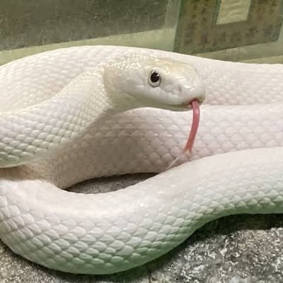 takepoo8888's profile picture. 保守系推しでサヨクが大嫌いな細々と生きている契約社員。レイシスト上等、排外主義上等。多様性もSDGsもクソ喰らえ。支那人・南北朝鮮人・イスラム・土人を日本に入れるな‼️日本のルールや慣習を愚弄する輩や他文化は排斥あるのみ！DM見ません。#六四天安門 #移民反対 #珊瑚は大切に #潰れろ貧乏毎日新聞 #不逞外人を叩き出せ