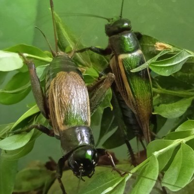 🐌🦗

Ataraxia

My crickets: https://t.co/bKxG0FJZwN