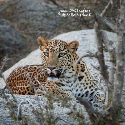 JAWAIDMLSSAFARI's profile picture. 