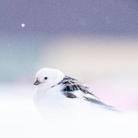 Svalbard Snow Bunting Project(@SnowBuntingProj) 's Twitter Profile Photo
