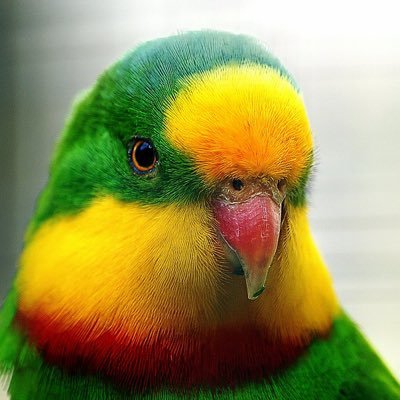 BemusedParrot's profile picture. Squawk