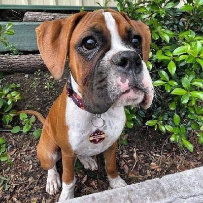 ❤️| Do you love #boxerdogs ??
👉| Then Follow us!!
Boxer dog fans Please follow this page!!