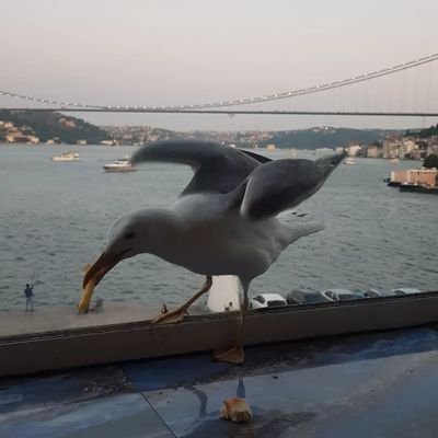 dergunez's profile picture. 