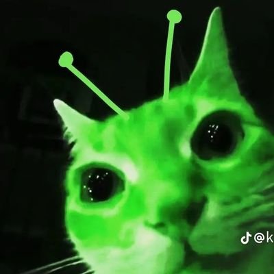 KittenKasket Profile Picture