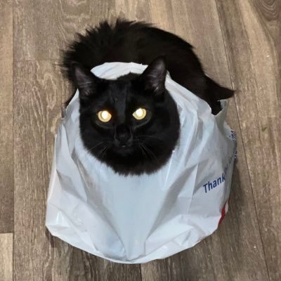 trashcankittens's profile picture. fizziberry???? slay I guess