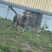 Collins Bonnet (@bigcollins22) 's Twitter Profile