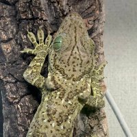 猫空(スミスの目はそら豆) (@nekotosora123) 's Twitter Profile Photo