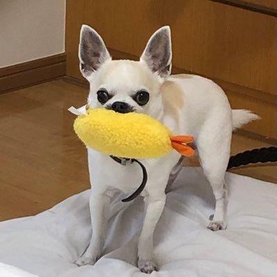 I am a system engineer and a jewelry creator. Japanese. 飯テロリスト IT システムエンジニア プログラマー ジュエリー アクセサリー 作家 社長 プログラミング