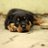 JanethAshl86307's profile image