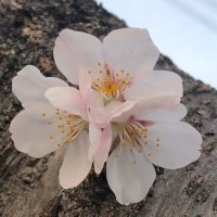 ころんぱ (@coronr4) Twitter profile photo