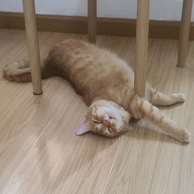 llllyyy95260491's profile picture. 