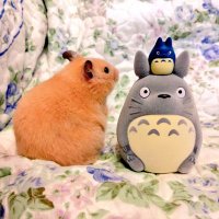 もんちっち (@apricotlove777) 's Twitter Profile