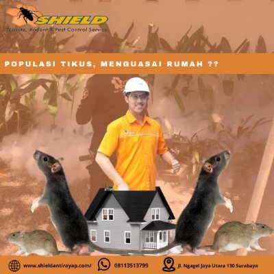 shieldantirayap's profile picture. Jasa basmi hama. Lokasi Surabaya Raya. Hubungi kami di https://t.co/dJaRPX1pd8 https://t.co/AroevriwAg
https://t.co/VUSako7ey7