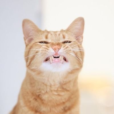 catloverMIZ's profile picture. I love cat. If you love cats and want to see cutty cat
Follow 👉👉 @catloverMIZ