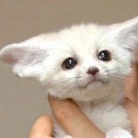 쪼꼬 (@_chocolate_rush) 's Twitter Profile