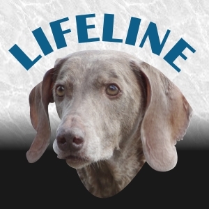 Central Florida Weimaraner & Dog Rescue DBA Lifeline Dog Rescue we are a 501c3 non-profit org. Rescuing Weimaraners and other breeds of dogs  across the USA.