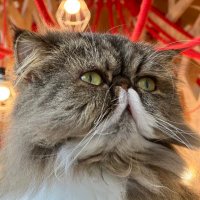 ねこ (@takatan_01) 's Twitter Profile