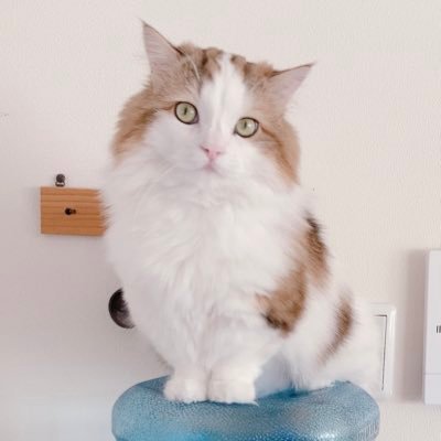 とと🍒です。 猫が好き、黄黒が好き。成人済。 黄黒の妄想を呟きます。(大人な妄想もツイートするので苦手な方は自衛して下さい)猫記録