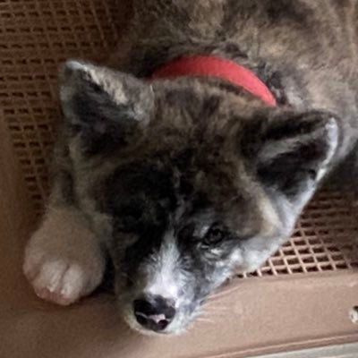 R5/3/18生まれの秋田犬を6/18に迎えました。