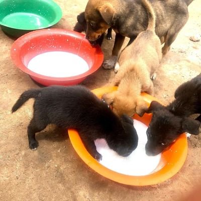 join us friends to save animal life
OUR AIMS
↪️ To feed hungry animals
➡️ To treat the injured and sick animals
↪️ To give home to homeless
donate share